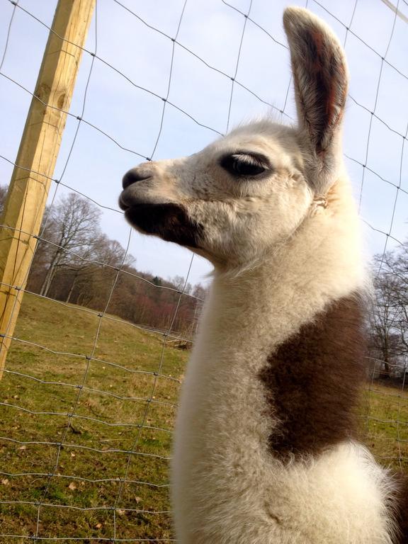 Farm Stay Happy Dogs Ranch Veberod Экстерьер фото