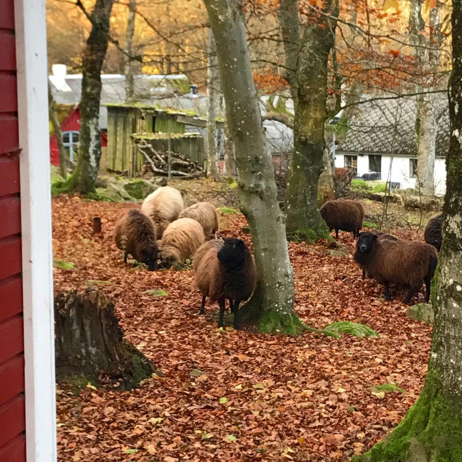 Farm Stay Happy Dogs Ranch Veberod Экстерьер фото